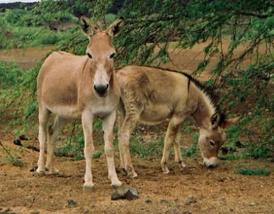 Some of the many feral (wild) donkeys on the island.